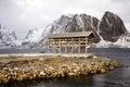 Wooden racks on the foreshore for drying cod fish in winter. Reine fishing village, Lofoten islands. Royalty Free Stock Photo