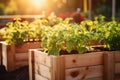 Wooden raided beds in modern garden growing plants herbs spices vegetables. Community, kitchen, backyard, urban rooftop