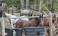 A group of riding horses stand together in a pen with water barrels in the front. Royalty Free Stock Photo