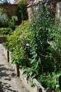 Wooden raised beds perennials vegetable chicory garden in Schlosshof Austria planted with groups of perennials