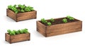 Wooden Raised Garden Beds. 3D Rendering