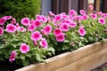 wooden raised flower bed filled with pink petunias