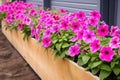 wooden raised flower bed filled with pink petunias