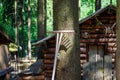 Wooden rake leaning on a tree near a log cabin in the forest