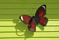 Wooden red and black butterfly against a lime green textured wall Royalty Free Stock Photo