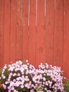 Wooden red fence background with flowers. Photo.