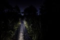 Wooden road through the dark  forest Royalty Free Stock Photo
