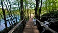 Wooden road in the forest, lakes, bridge, green nature, Waterfalls