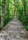 Wooden road in the forest