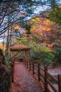 Wooden road with red leaves Royalty Free Stock Photo