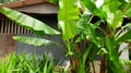 Wooden Roof House With Banana Plant, Wooden Facade Country House Royalty Free Stock Photo