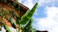 Wooden Roof House With Banana Plant, Wooden Facade Country House Royalty Free Stock Photo