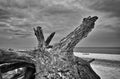 Wooden root on the beach of the Baltic Sea. black and white photo from the west beach Royalty Free Stock Photo