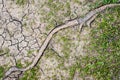 Wooden root between dry earth Royalty Free Stock Photo