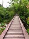 Wooden rope walkway through in rainforest