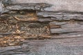 Wooden rough boards Old damaged wooden texture Woody background