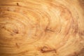 Wooden round cut from oak, cutting board, cross-section of a cut wooden piece of wood with cracks and rings. Wood background Royalty Free Stock Photo