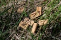 Wooden runes lie on dry grass, a new green grass sprouts nearby. Runic alphabet. Runic circle