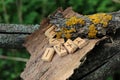 Wooden runic alphabet, which lie on a dry bark from a tree. Near yellow moss. Runic circle, Futhark in natural elements