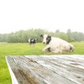 Wooden rural table and space and cows on green grass. Green trees background.