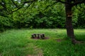 Wooden rustic bench and table on a meadow near huge old oak tree in the forest. Summer leisure time in the park