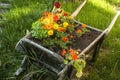 Wooden garden cart with flowers Royalty Free Stock Photo