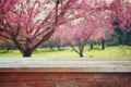 Wooden rustic table in front of Spring Cherry blossoms tree. retro filtered image. product display and picnic concept