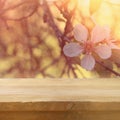 wooden rustic table in front of spring cherry blossoms tree. vintage filtered image. product display and picnic concept. Royalty Free Stock Photo