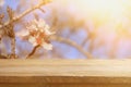 wooden rustic table in front of spring cherry blossoms tree. vintage filtered image. product display and picnic concept. Royalty Free Stock Photo