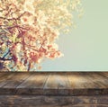 Wooden rustic table in front of spring white cherry blossoms tree. vintage filtered image. product display and picnic concept Royalty Free Stock Photo