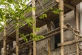 Wooden scaffolding near the old building and tree branches