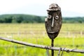 Wooden scarecrow in rice field of Thailand for protect birds eat the crops, Backdrop Rice plants in paddy field Natural green Royalty Free Stock Photo