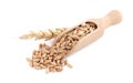 Wooden scoop with wheat grains and spike on white background