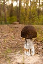 Wooden sculpture mushroom in the forest Royalty Free Stock Photo