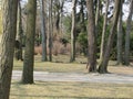 National Forestry University park, trees in front of the university, spring