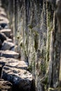 Wooden seawall near the Island Vlieland Sadden sea Friesland, The Netherlands