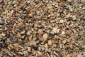 Wooden shavings background pattern. Wood shavings. Royalty Free Stock Photo