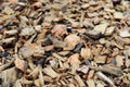 Wooden shavings background pattern. deforestation, spruce shavings Royalty Free Stock Photo