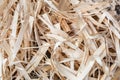 Wooden Shavings Background. Royalty Free Stock Photo