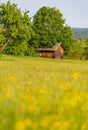 Wooden shed on a lush buttercup meadow Royalty Free Stock Photo