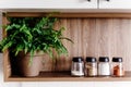 Wooden shelf with pepper mill and spices and green plants on mo