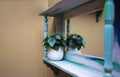 Wooden shelve with green plant decoration on wall