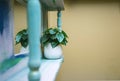 Wooden shelve with green plant on the wall modern interior