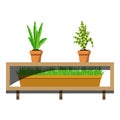 Wooden shelves with potted plants in ceramics pots. Aloe and ypung palm flovers in the pot and green grass in container on the