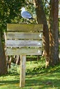 Wooden sign with bird Royalty Free Stock Photo