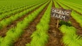 Wooden sign Organic Farm and green crops rows