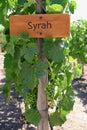 Wooden sign of the Syrah grape type