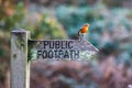 Wooden sign with the words Public Footpath with a colorful bird perching on it Royalty Free Stock Photo
