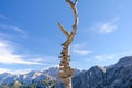 Wooden signpost with route arrows on dry tree