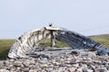 Wooden skeleton of a shipwrecked boat